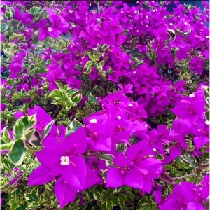 Set of 2 Blueberry Ice Bougainvillea Live Starter Plants, 4-6 Inch Tall, Purple Trumpet Vine Flower, Outdoor - Image 4