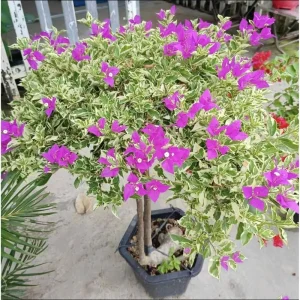 Set of 2 Blueberry Ice Bougainvillea Live Starter Plants, 4-6 Inch Tall, Purple Trumpet Vine Flower, Outdoor - Image 5