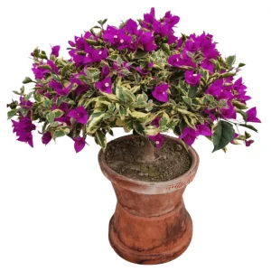 Set of 2 Blueberry Ice Bougainvillea Live Starter Plants, 4-6 Inch Tall, Purple Trumpet Vine Flower, Outdoor - Image 6