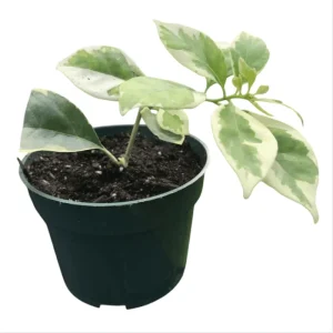 Set of 2 Blueberry Ice Bougainvillea Live Starter Plants, 4-6 Inch Tall, Purple Trumpet Vine Flower, Outdoor - Image 7