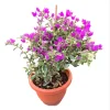 Set of 2 Blueberry Ice Bougainvillea Live Starter Plants, 4-6 Inch Tall, Purple Trumpet Vine Flower, Outdoor - Image 1