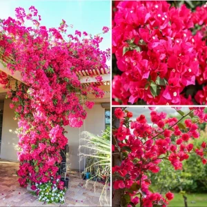 Set of 2 Bougainvillea Live Plant, Barbara Karst, 4-6 Inch Tall, Red Flowers, Outdoor Shrub - Image 2
