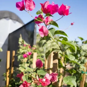 Set of 2 Bougainvillea Live Plant, Barbara Karst, 4-6 Inch Tall, Red Flowers, Outdoor Shrub - Image 4