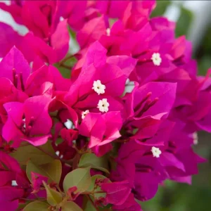 Set of 2 Bougainvillea Live Plant, Barbara Karst, 4-6 Inch Tall, Red Flowers, Outdoor Shrub - Image 5
