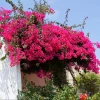 Set of 2 Bougainvillea Live Plant, Barbara Karst, 4-6 Inch Tall, Red Flowers, Outdoor Shrub - Image 1