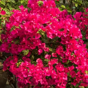 Set of 2 Bougainvillea Live Plant, Barbara Karst, 4-6 Inch Tall, Red Flowers, Outdoor Shrub - Image 6