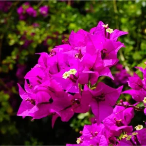 Set of 2 Elizabeth Angus Bougainvillea Live Plants, Purple, 4-6 Inch Tall - Image 2