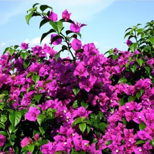 Set of 2 Elizabeth Angus Bougainvillea Live Plants, Purple, 4-6 Inch Tall - Image 3