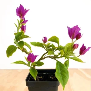 Set of 2 Elizabeth Angus Bougainvillea Live Plants, Purple, 4-6 Inch Tall - Image 4