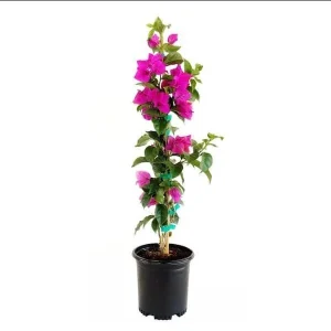 Set of 2 Elizabeth Angus Bougainvillea Live Plants, Purple, 4-6 Inch Tall - Image 5