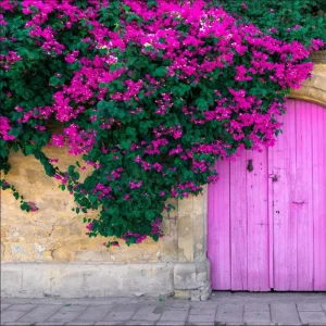 Set of 2 Elizabeth Angus Bougainvillea Live Plants, Purple, 4-6 Inch Tall - Image 1