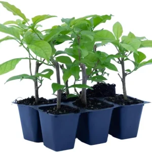 Set of 2 Elizabeth Angus Bougainvillea Live Plants, Purple, 4-6 Inch Tall - Image 6