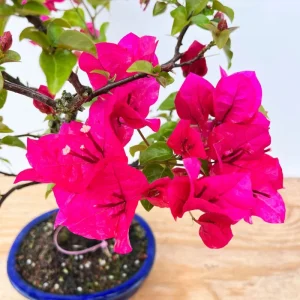 Set of 2 Helen Bougainvillea Live Starter Plants - Pink Flowers, 4-6 Inch Tall - Image 2