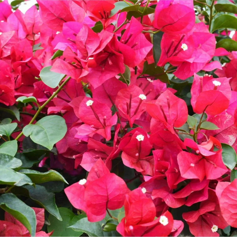 Set of 2 Helen Bougainvillea Live Starter Plants - Pink Flowers, 4-6 Inch Tall - Image 3