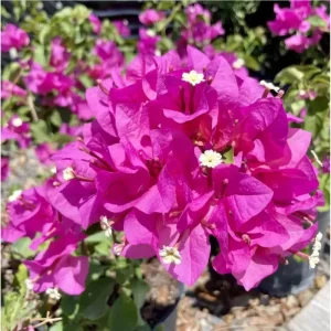 Set of 2 Helen Bougainvillea Live Starter Plants - Pink Flowers, 4-6 Inch Tall - Image 4