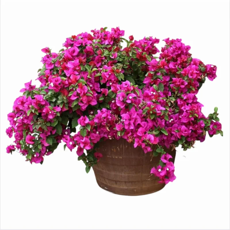Set of 2 Helen Bougainvillea Live Starter Plants - Pink Flowers, 4-6 Inch Tall - Image 5