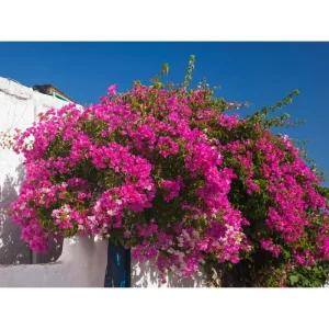 Set of 2 Helen Bougainvillea Live Starter Plants - Pink Flowers, 4-6 Inch Tall - Image 6
