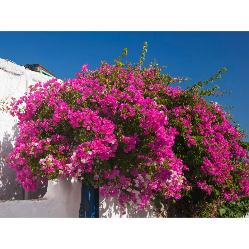 Set of 2 Helen Bougainvillea Live Starter Plants - Pink Flowers, 4-6 Inch Tall - Image 6