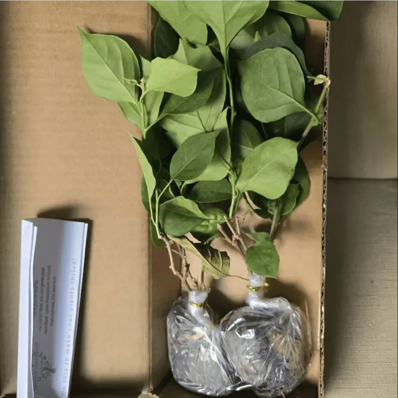 Set of 2 Helen Bougainvillea Live Starter Plants - Pink Flowers, 4-6 Inch Tall - Image 7