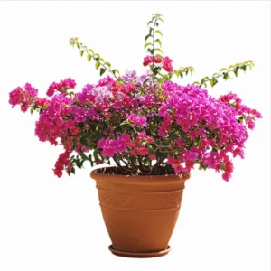 Set of 2 Helen Bougainvillea Live Starter Plants - Pink Flowers, 4-6 Inch Tall - Image 1