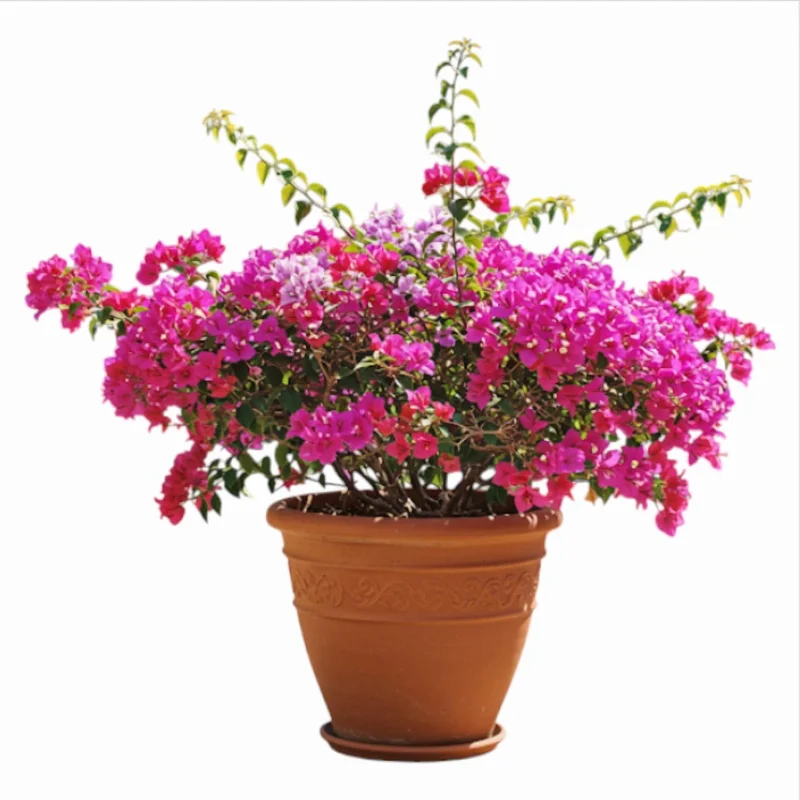 Set of 2 Helen Bougainvillea Live Starter Plants - Pink Flowers, 4-6 Inch Tall - Image 1