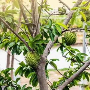 Set of 2 Soursop Starter Plants - Annona Muricata Live Tree, 3-5 Inch Tall Bare Root - Image 2