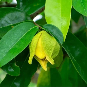 Set of 2 Soursop Starter Plants - Annona Muricata Live Tree, 3-5 Inch Tall Bare Root - Image 6