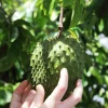 Set of 2 Soursop Starter Plants - Annona Muricata Live Tree, 3-5 Inch Tall Bare Root - Image 1
