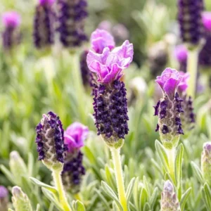 Set of 2 Spanish Lavender Live Plants – Lavandula Perennial Flower – 4-6 Inch Tall – Outdoor - Image 4