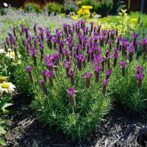 Set of 2 Spanish Lavender Live Plants – Lavandula Perennial Flower – 4-6 Inch Tall – Outdoor - Image 5