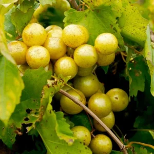 Set of 3 Bronze Muscadine Grape Bare Roots, Carlos Vitis Rotundifolia Starter Plant, 3-5 Inch Tall Edible Vine - Image 1