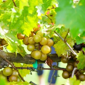 Set of 3 Bronze Muscadine Grape Bare Roots, Carlos Vitis Rotundifolia Starter Plant, 3-5 Inch Tall Edible Vine - Image 3