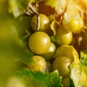 Set of 3 Bronze Muscadine Grape Bare Roots, Carlos Vitis Rotundifolia Starter Plant, 3-5 Inch Tall Edible Vine - Image 4