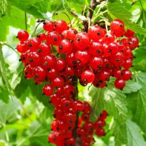 Set of 3 Red Currant Bare Roots Live Plant, 5-10 Inches Tall Fruit Bush - Image 1