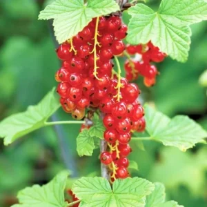 Set of 3 Red Currant Bare Roots Live Plant, 5-10 Inches Tall Fruit Bush - Image 3