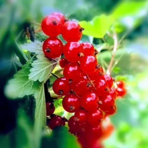 Set of 3 Red Currant Bare Roots Live Plant, 5-10 Inches Tall Fruit Bush - Image 4