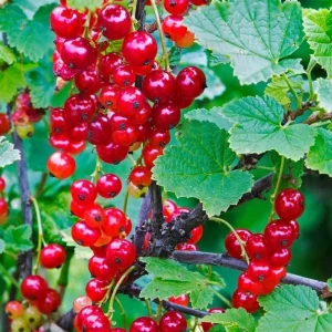 Set of 3 Red Currant Bare Roots Live Plant, 5-10 Inches Tall Fruit Bush - Image 5