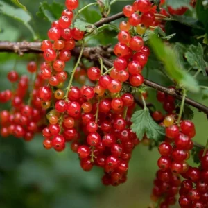 Set of 3 Red Currant Bare Roots Live Plant, 5-10 Inches Tall Fruit Bush - Image 6