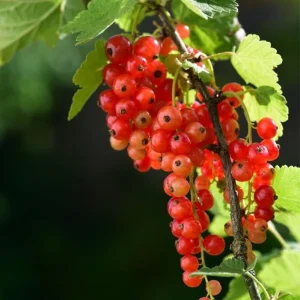Set of 3 Red Currant Bare Roots Live Plant, 5-10 Inches Tall Fruit Bush - Image 7