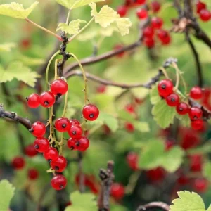 Set of 3 Red Currant Bare Roots Live Plant, 5-10 Inches Tall Fruit Bush - Image 8