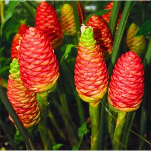 Shampoo Ginger Rhizomes – Live Awapuhi Plants – Pack of 5 Bare Roots for Planting - Image 1