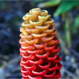 Shampoo Ginger Rhizomes – Live Awapuhi Plants – Pack of 5 Bare Roots for Planting - Image 7