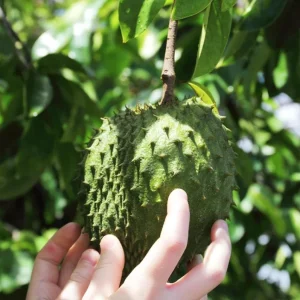 Soursop Starter Plant - Annona Muricata Live Fruit Tree, Bare Root, 3-5 Inch Tall - Image 3