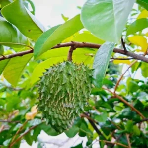 Soursop Starter Plant - Annona Muricata Live Fruit Tree, Bare Root, 3-5 Inch Tall - Image 6
