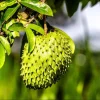 Soursop Starter Plant - Annona Muricata Live Fruit Tree, Bare Root, 3-5 Inch Tall - Image 1