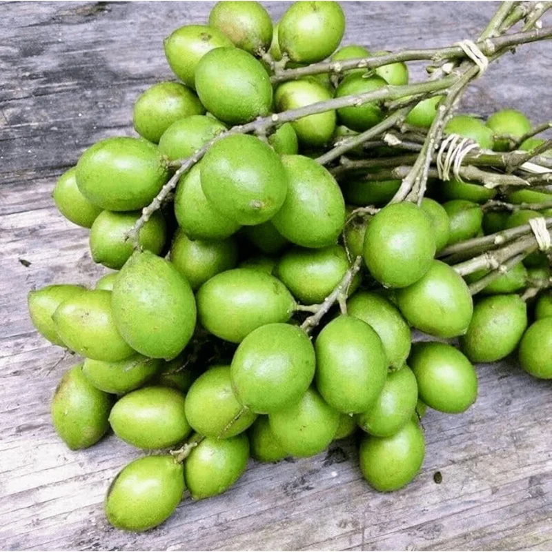 Spanish Lime Tree Live Plant - Mamoncillo Fruit Tree in Half Gallon Pot, Outdoor - Image 2