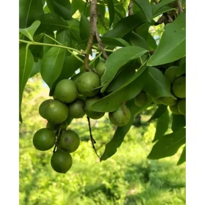 Spanish Lime Tree Live Plant - Mamoncillo Fruit Tree in Half Gallon Pot, Outdoor - Image 3