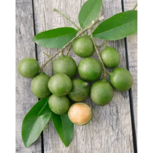 Spanish Lime Tree Live Plant - Mamoncillo Fruit Tree in Half Gallon Pot, Outdoor - Image 4