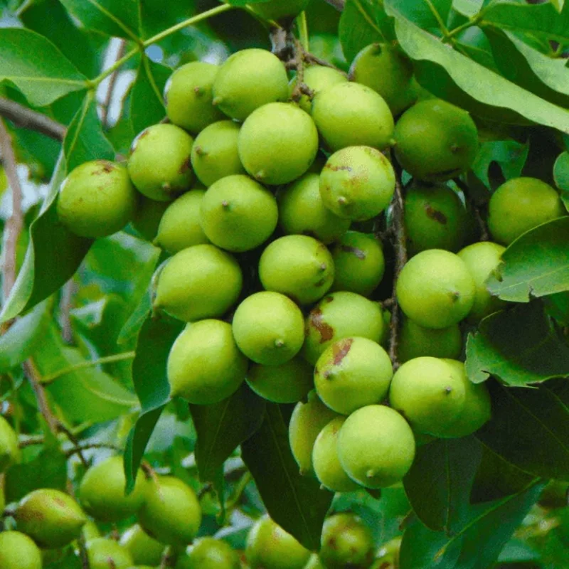 Spanish Lime Tree Live Plant - Mamoncillo Fruit Tree in Half Gallon Pot, Outdoor - Image 5