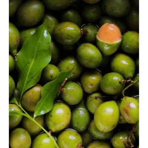 Spanish Lime Tree Live Plant - Mamoncillo Fruit Tree in Half Gallon Pot, Outdoor - Image 6